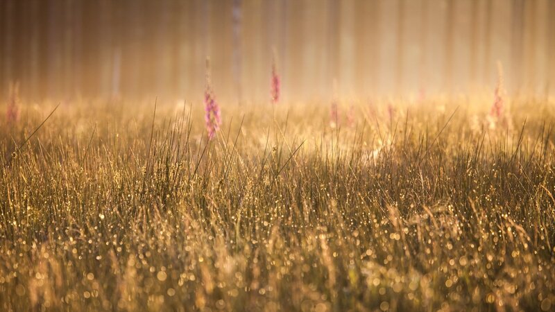 Grass Field with Flowers — Gold