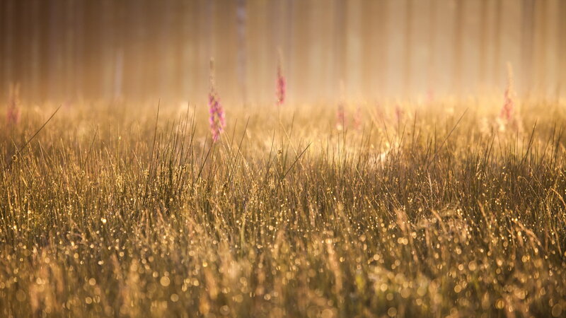 Grass Field with Flowers