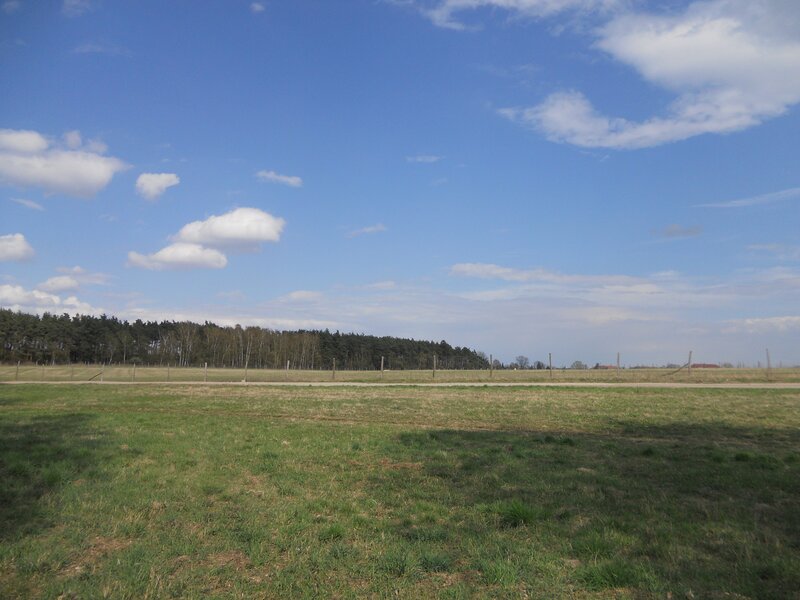 Grass field with forest and blue sky