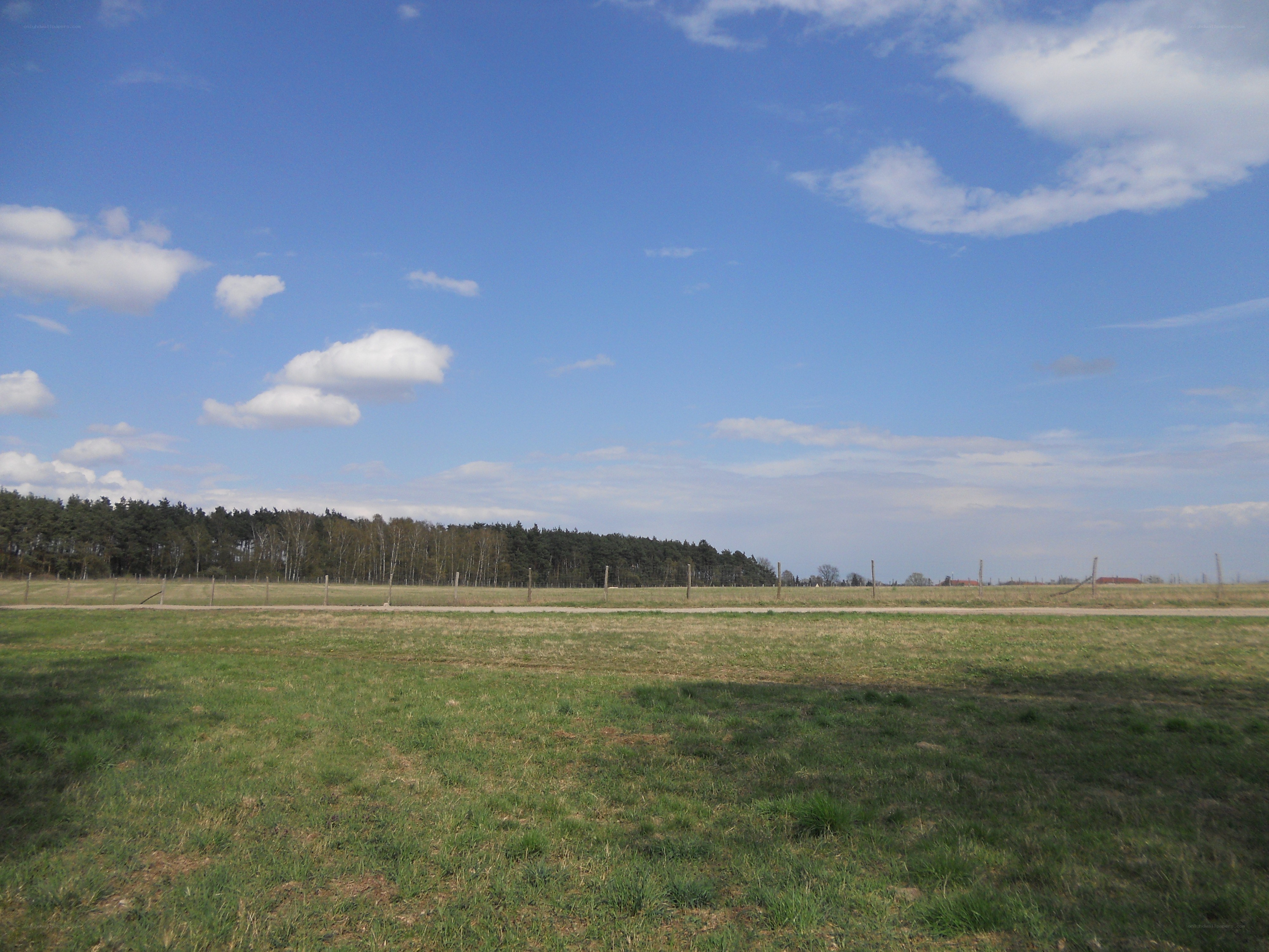 Grass field with forest and blue sky
