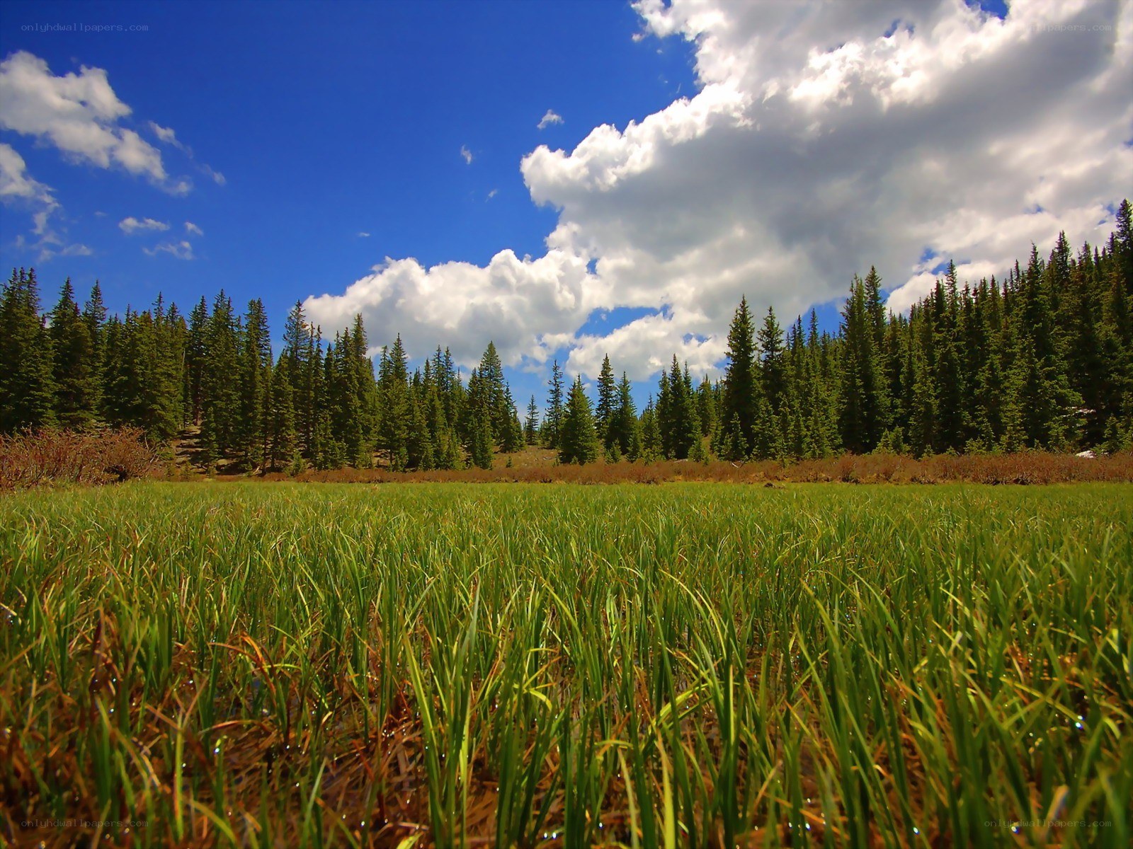 Grass field with forest and clouds