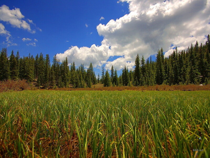 Grass field with forest and clouds