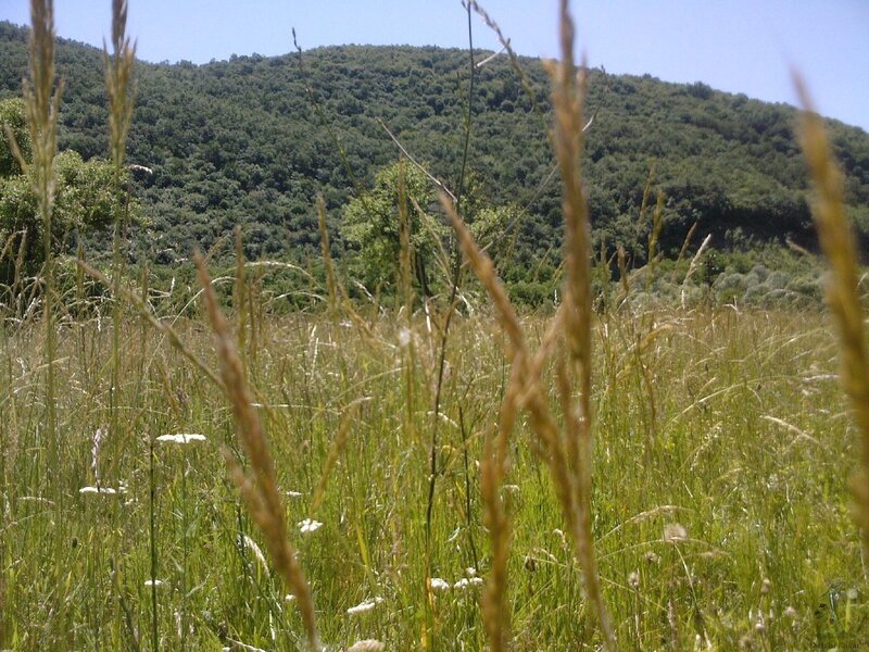 Grass field with forested hill