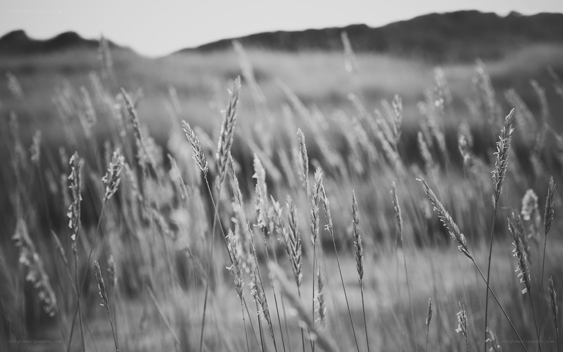 Grass field with hills