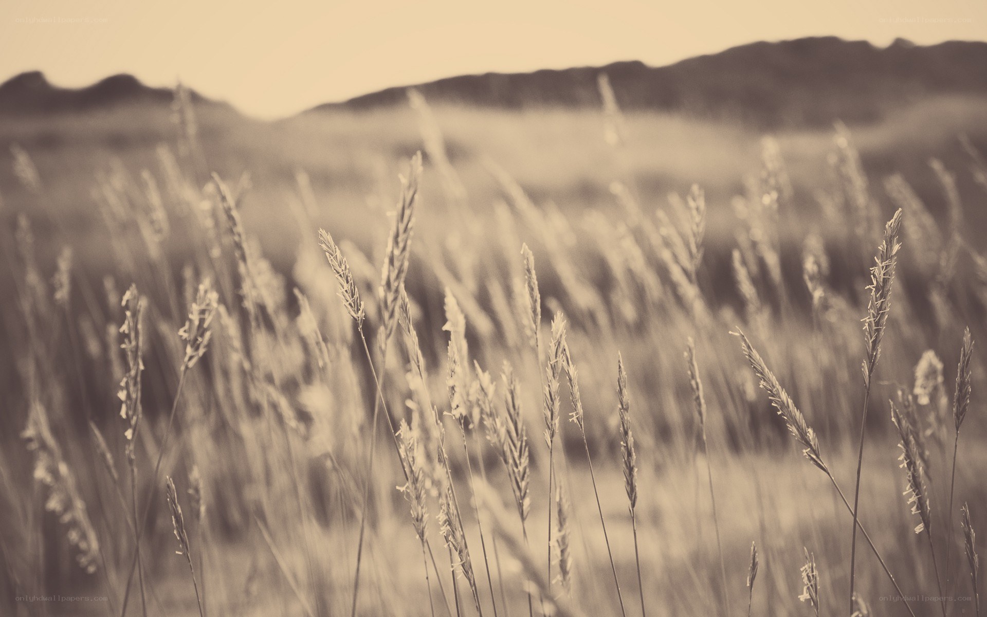 Grass field with hills