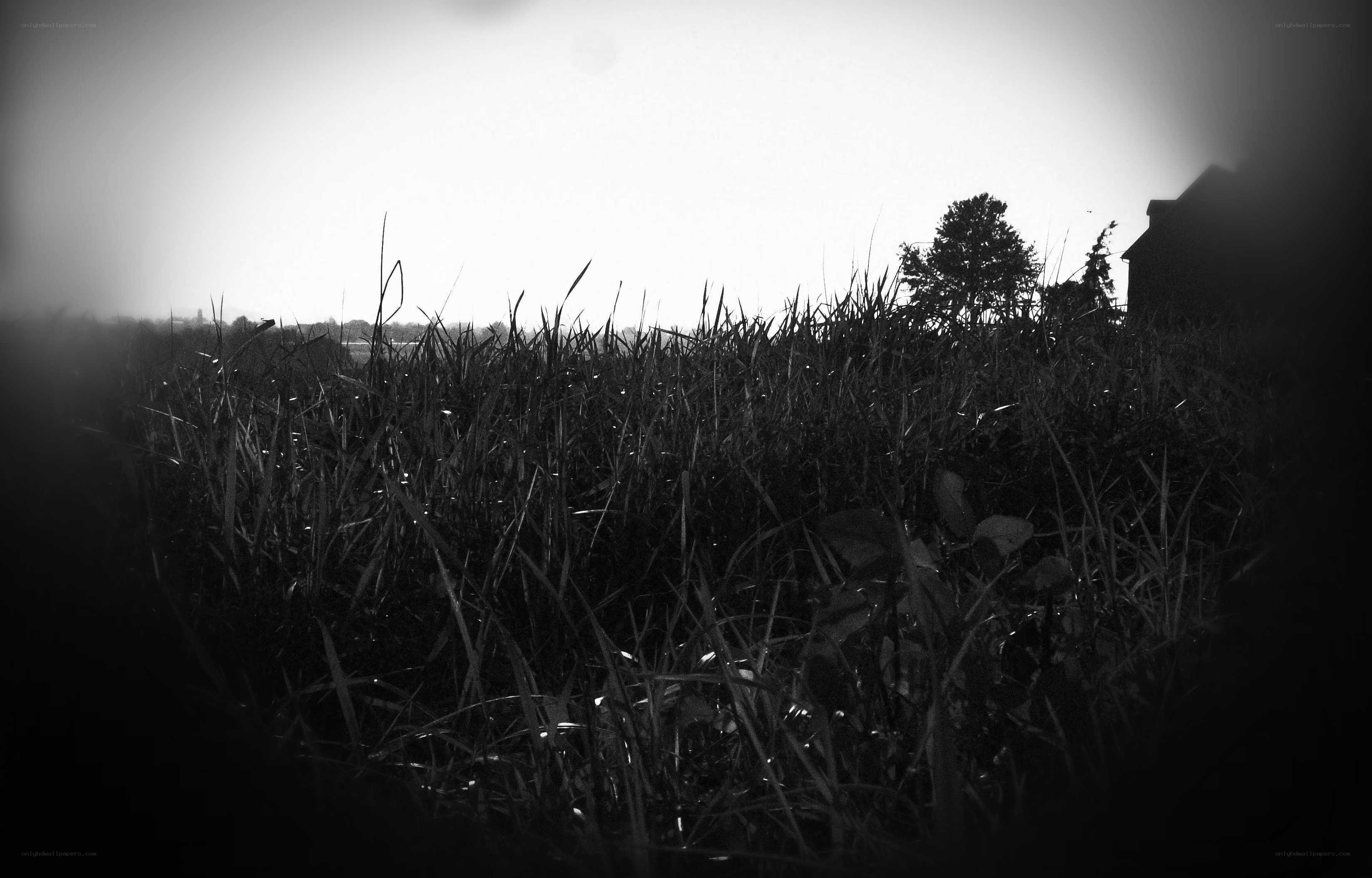 Grass field with house silhouette