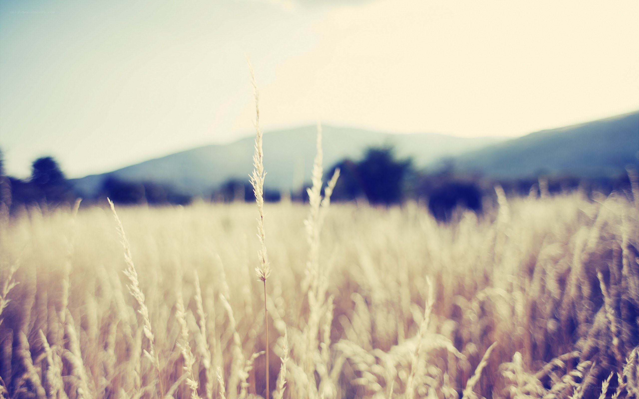 Grass field with mountains
