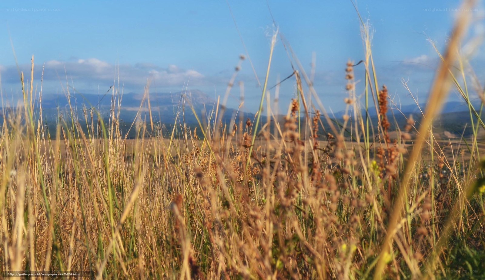 Grass field with mountains