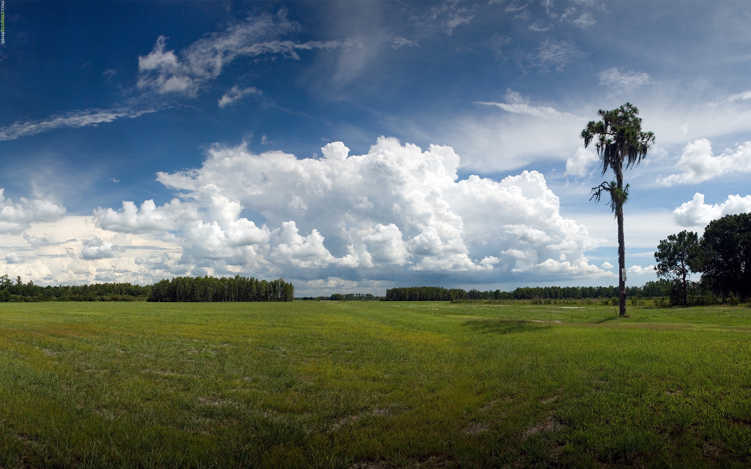 Grass field with palm tree
