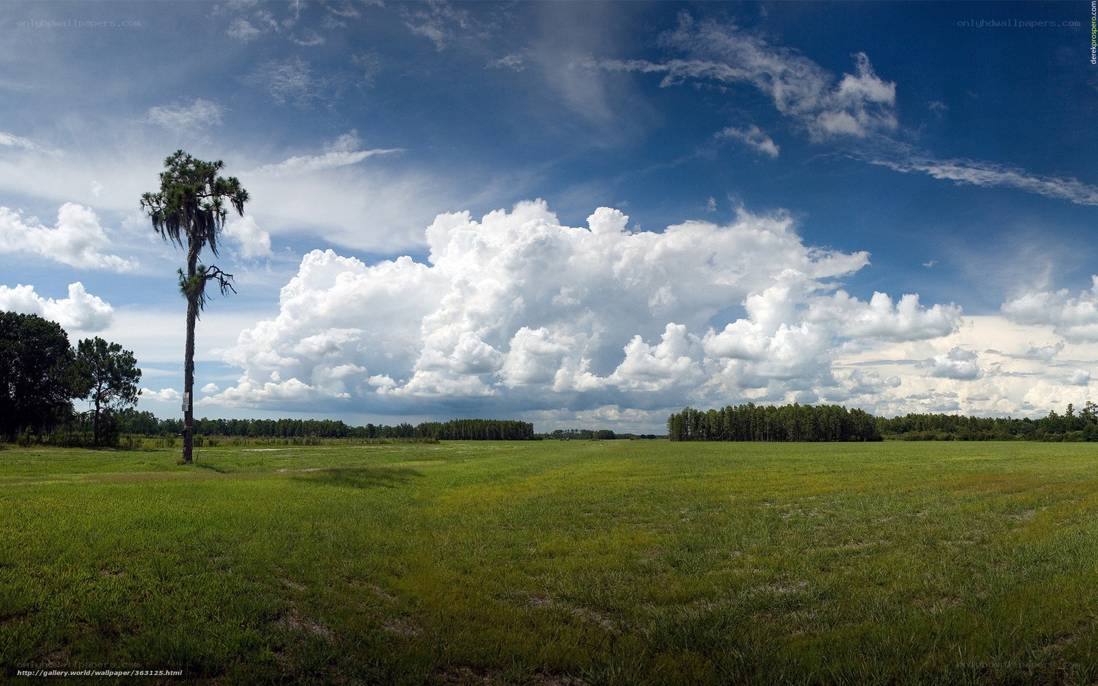 Grass field with palm tree