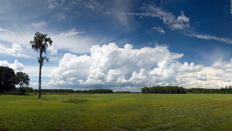 Grass field with palm tree and clouds