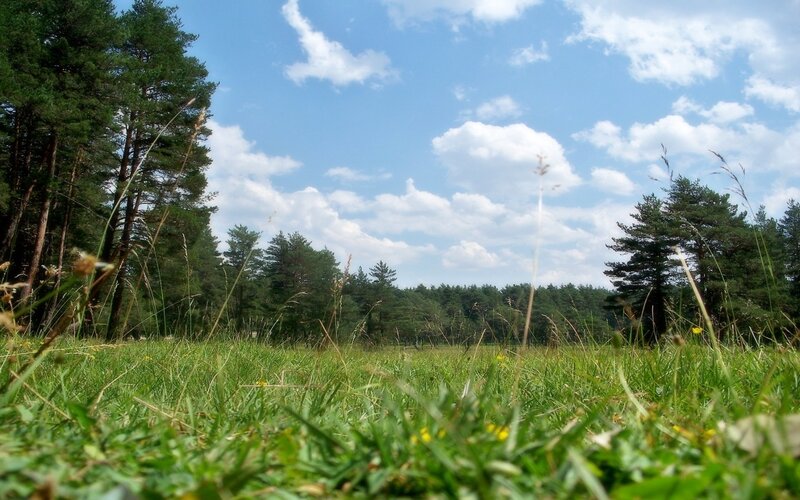 Grass field with pine trees