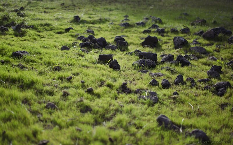 Grass field with rocks