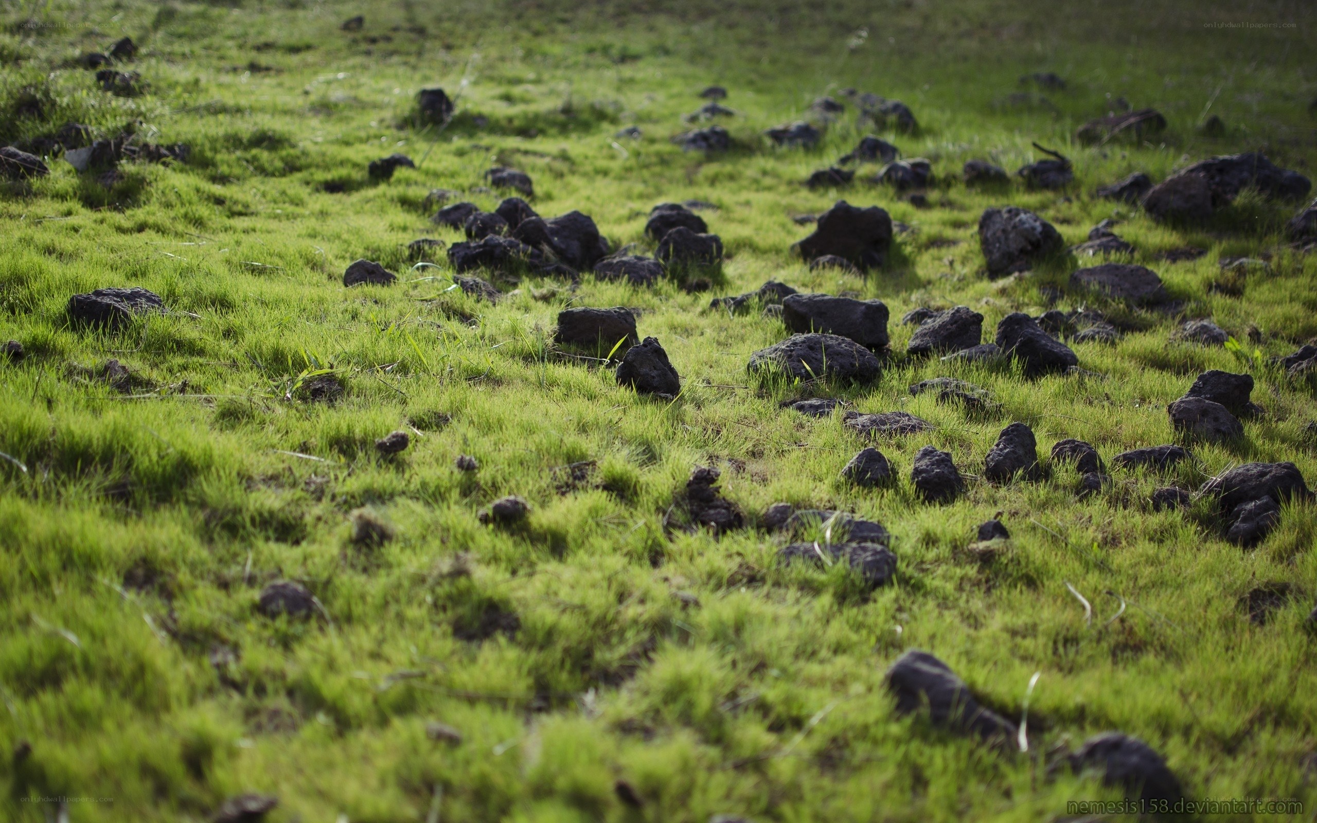 Grass field with rocks