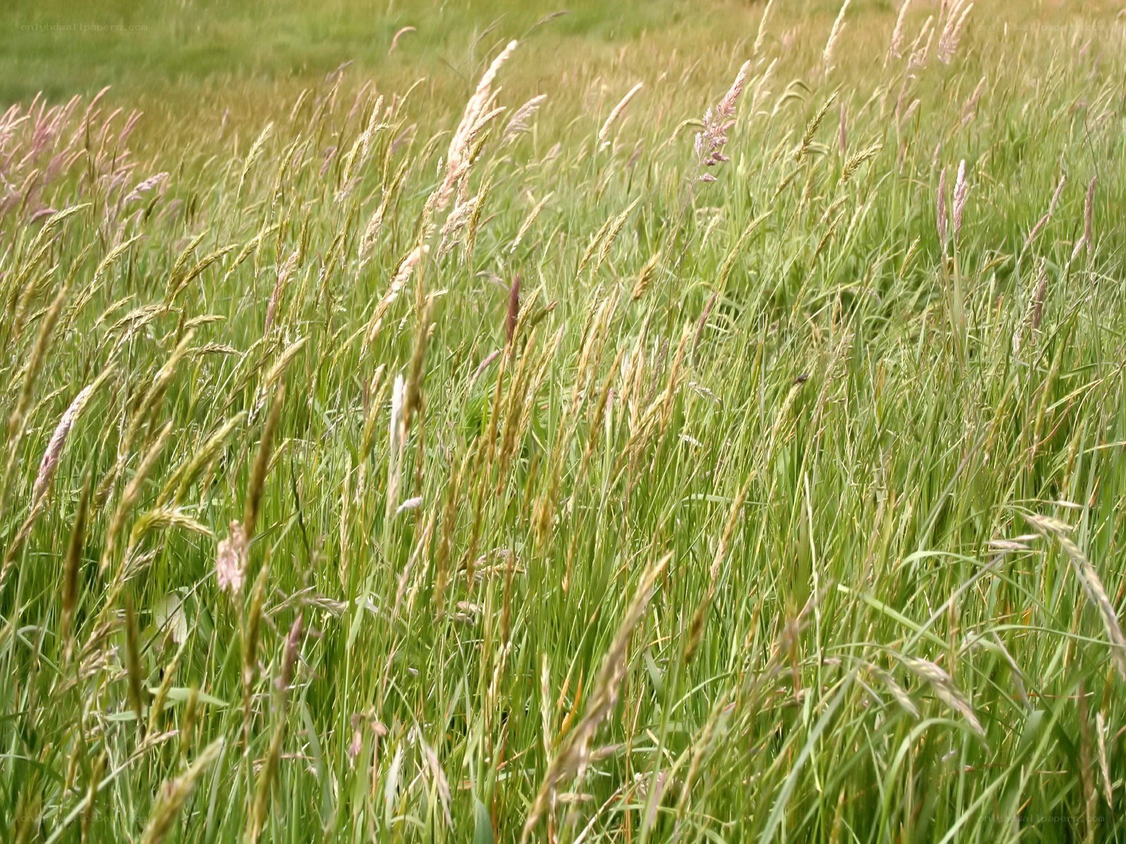 Grass field with seed heads