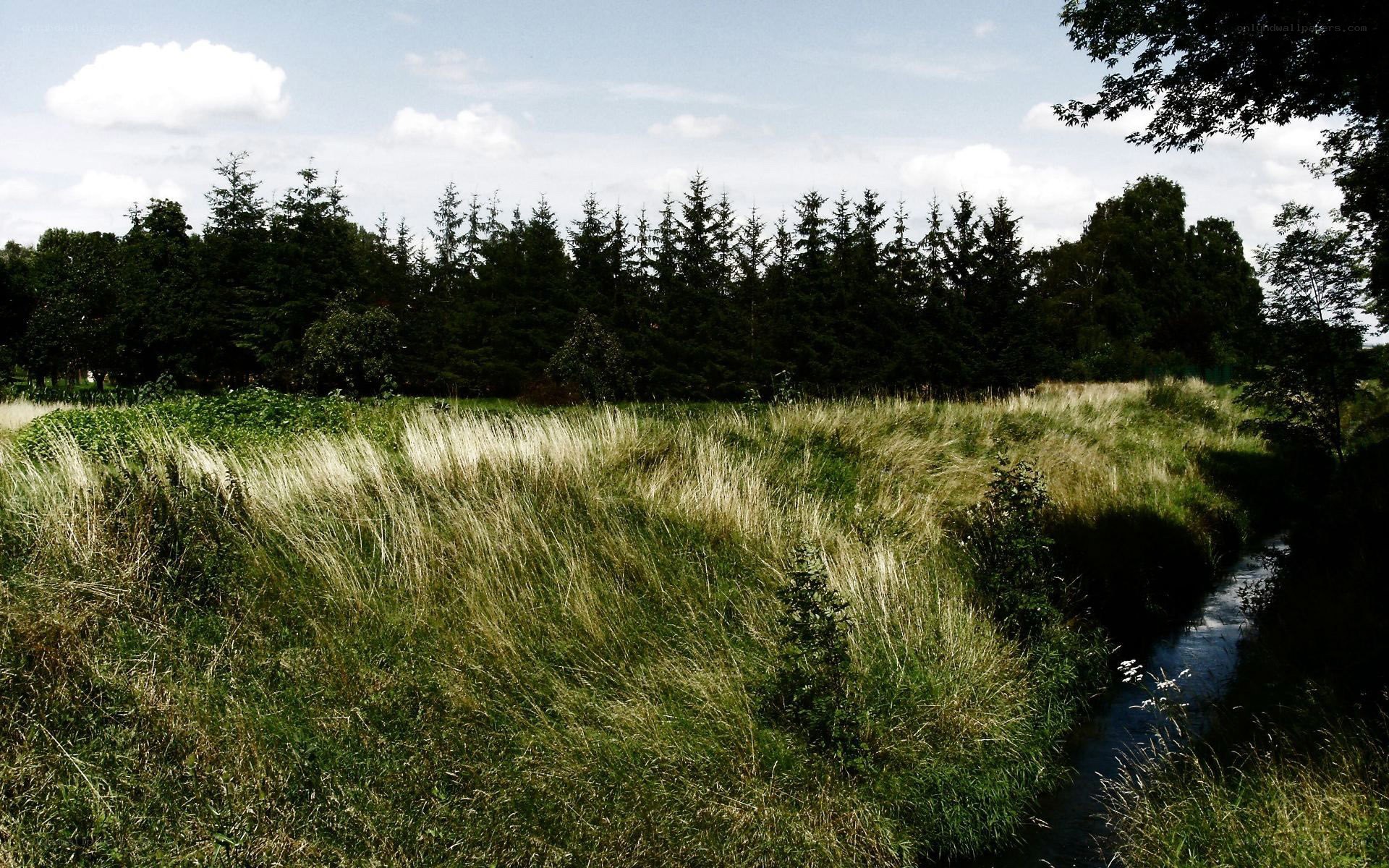Grass field with stream and trees