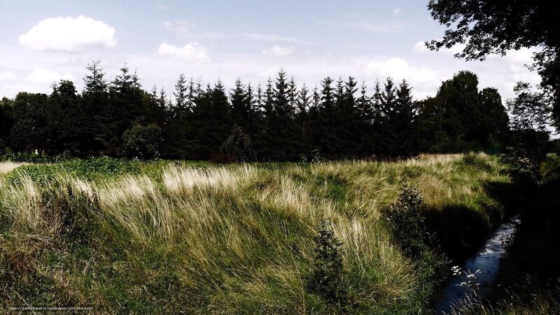 Grass field with stream and trees