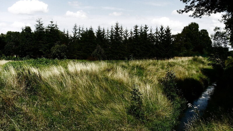 Grass field with stream