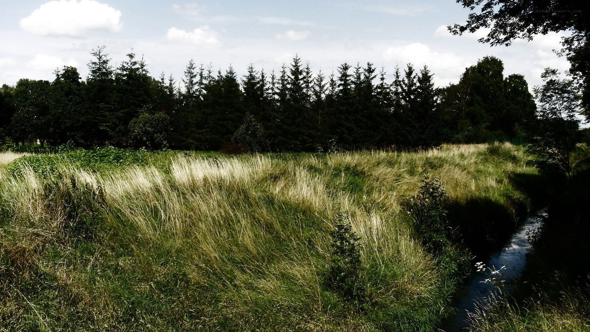 Grass field with stream