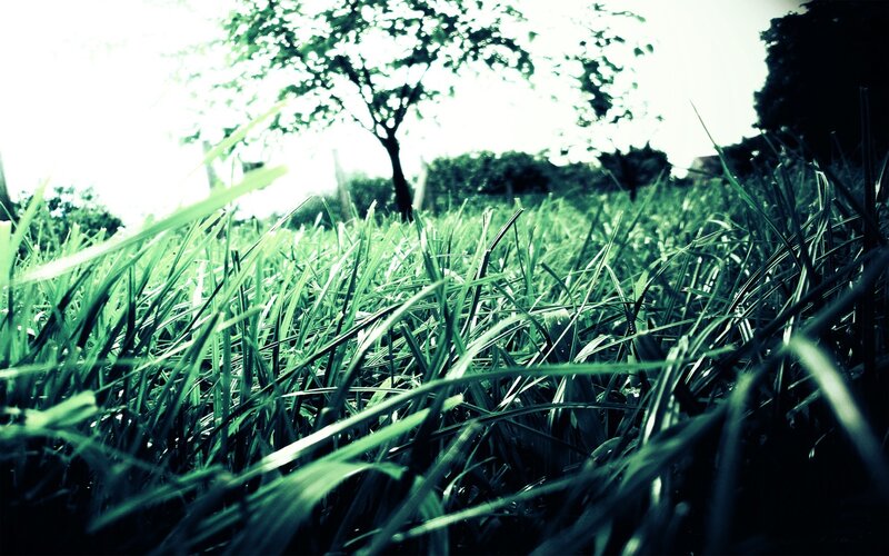 Grass field with tree in background