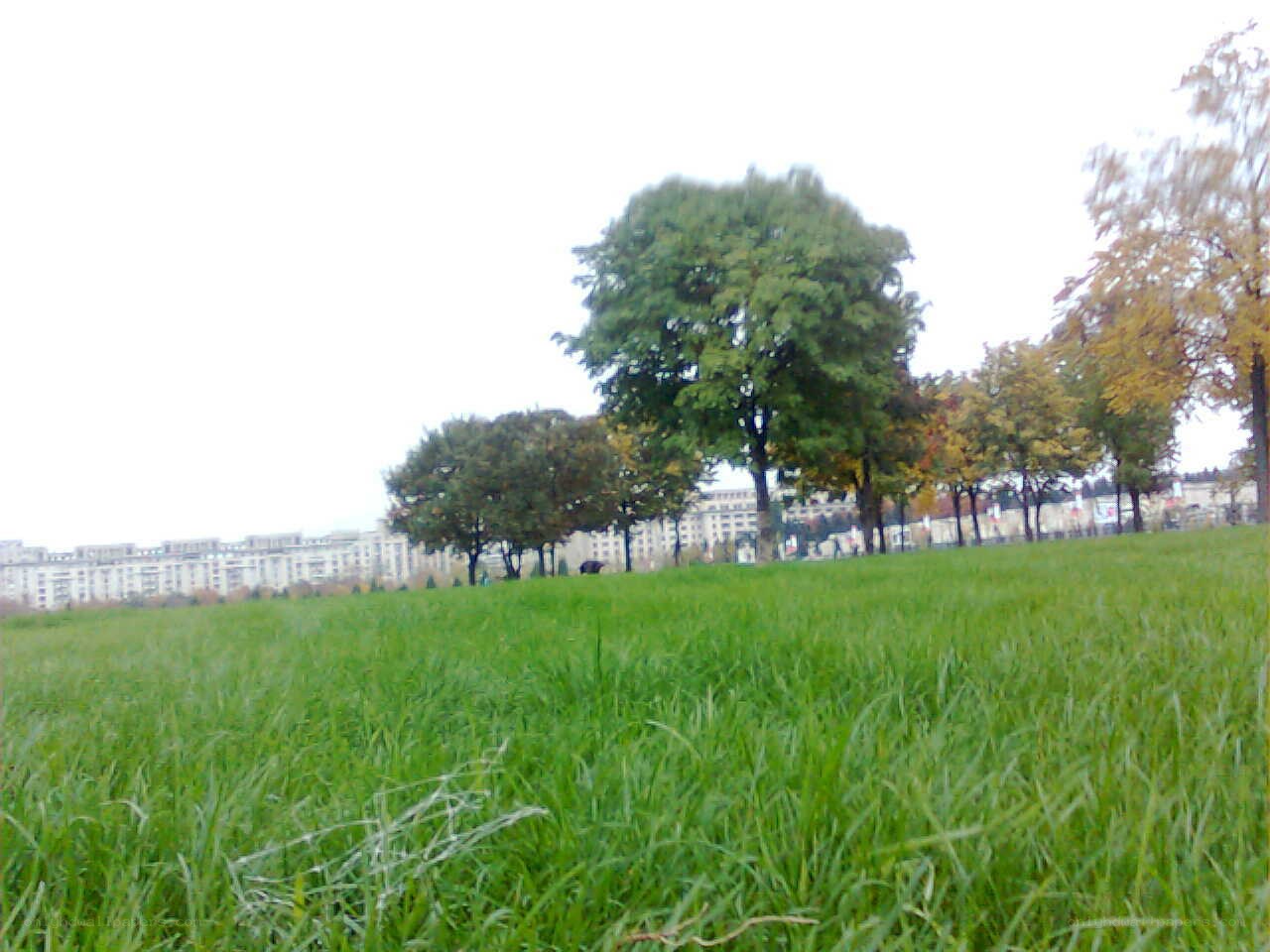 Grass field with trees and buildings