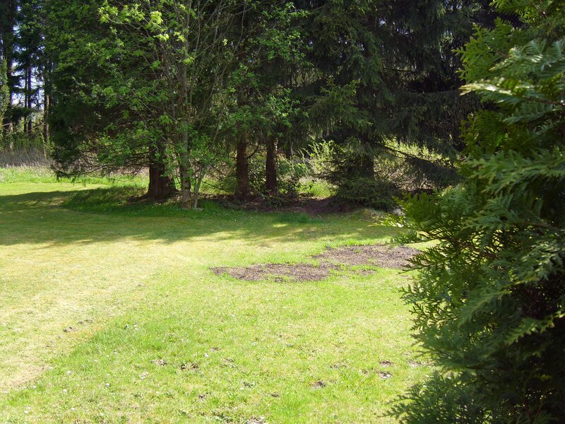 Grass Field with Trees — Green, Serene, Afternoon