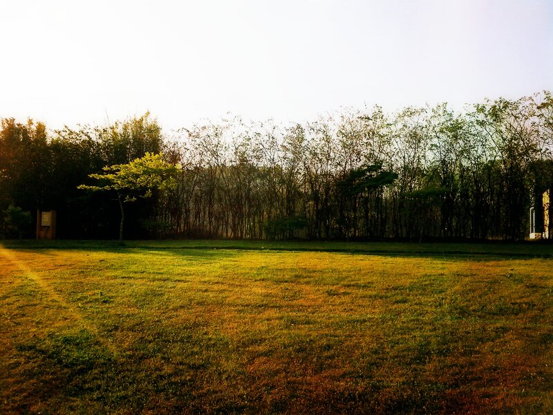 Grass Field with Trees — Green, Serene, Sunset