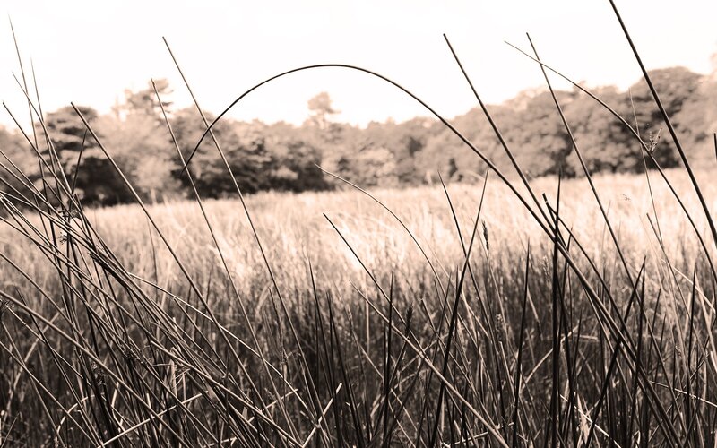 Grass field with trees in background