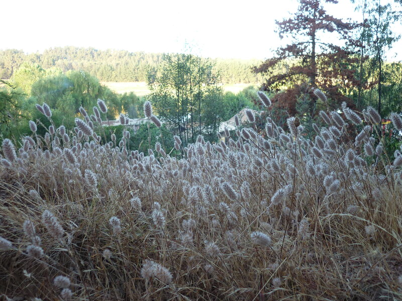 Grass field with trees in background