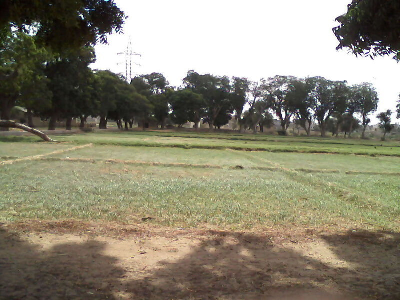 Grass field with trees