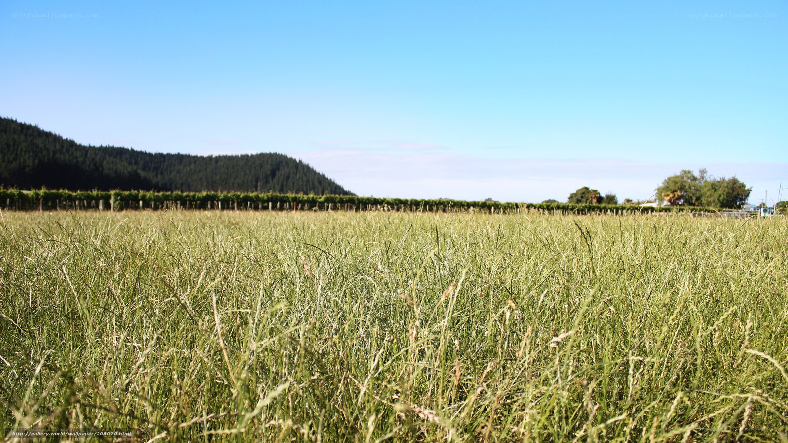 Grass field with vineyard
