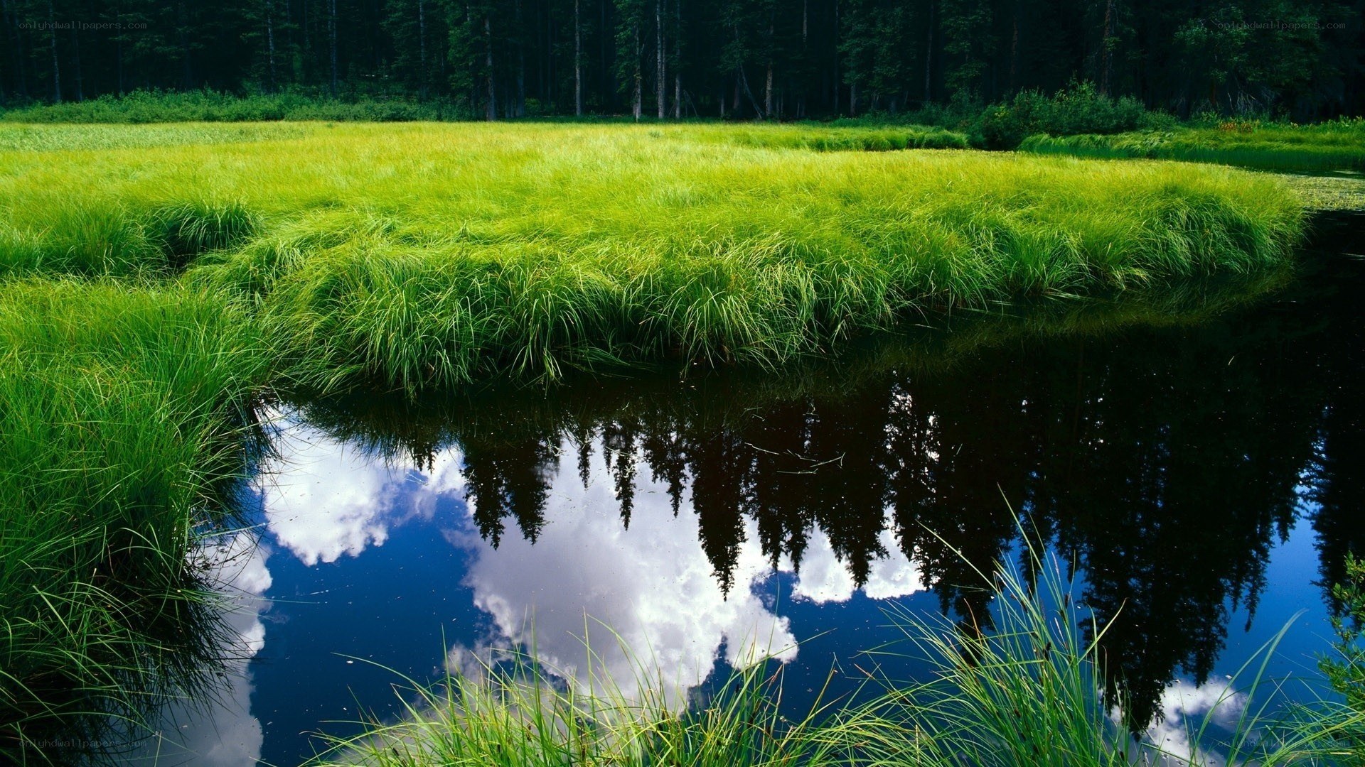 Grass field with water reflection