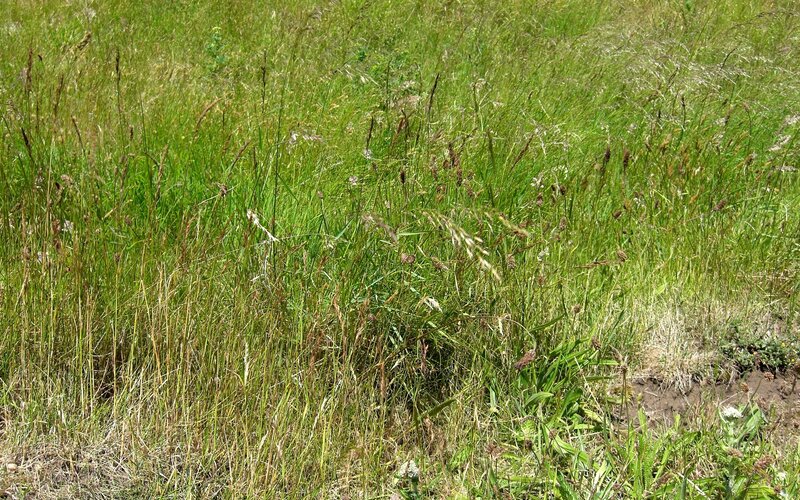 Grass field with wildflowers