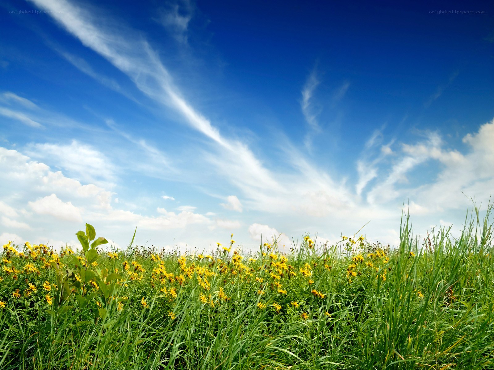 Grass field with yellow flowers