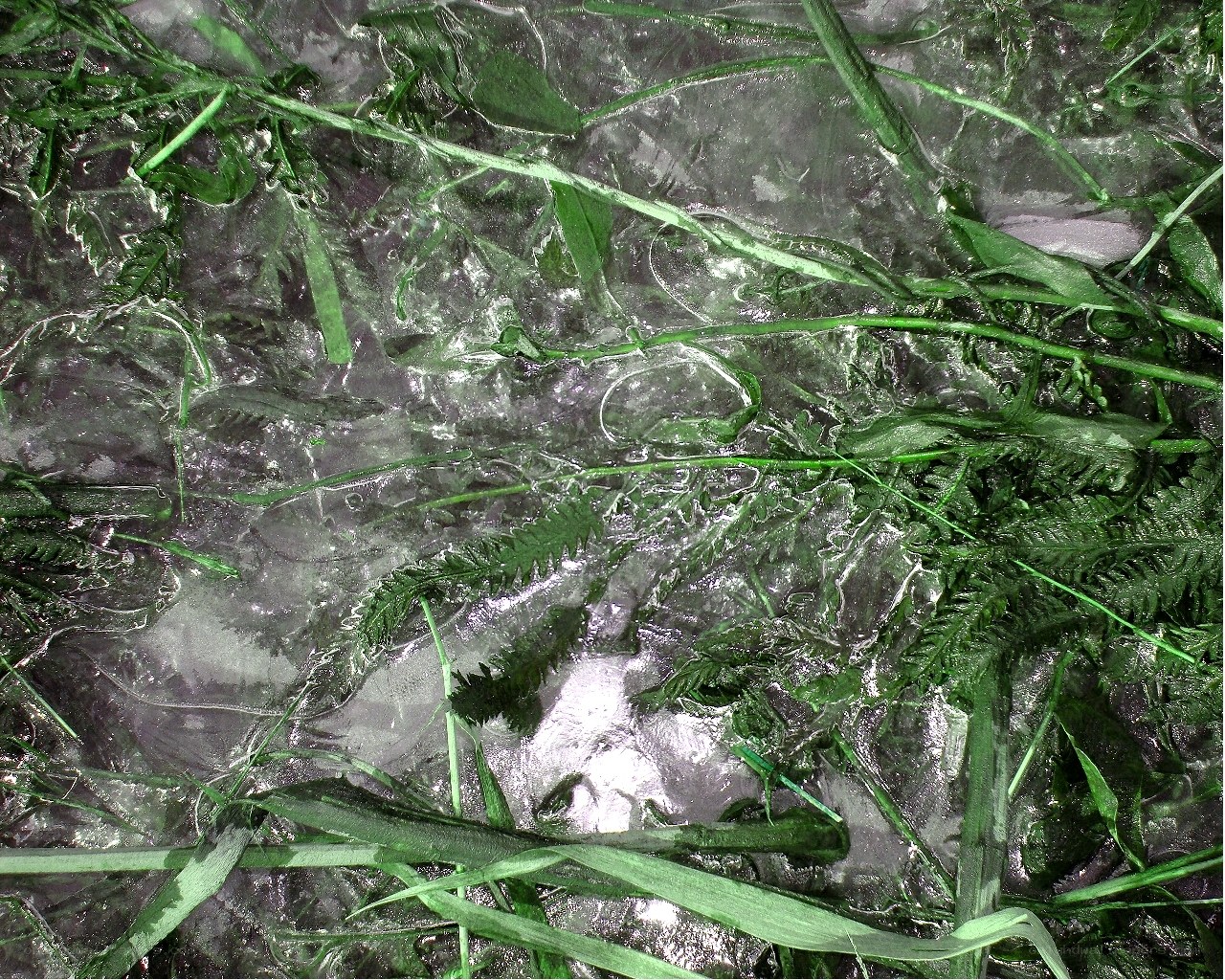 Grass frozen in ice