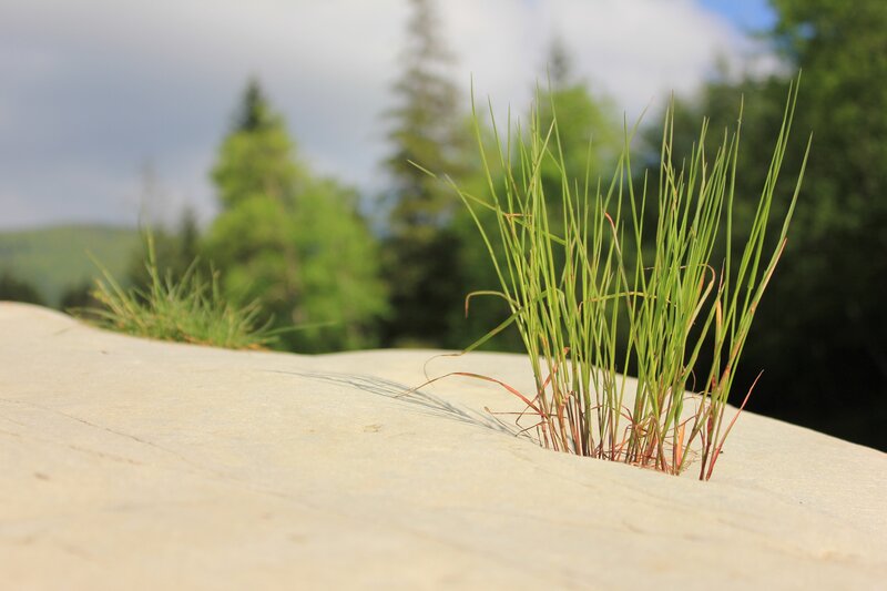 Grass Growing from Rock — Green