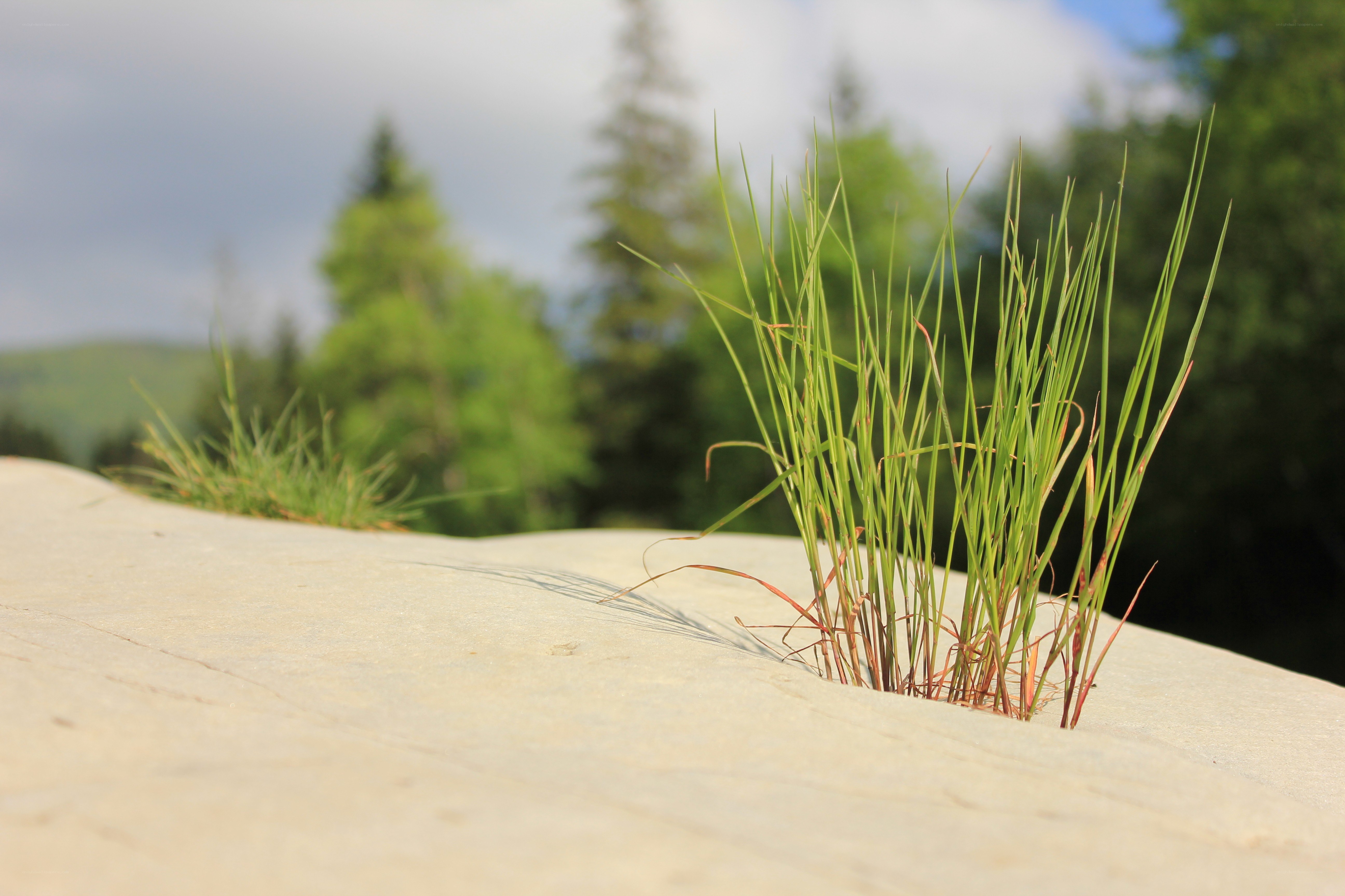 Grass growing from stone