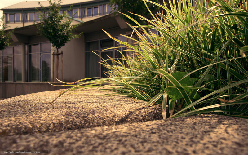 Grass Growing from Stone — Green