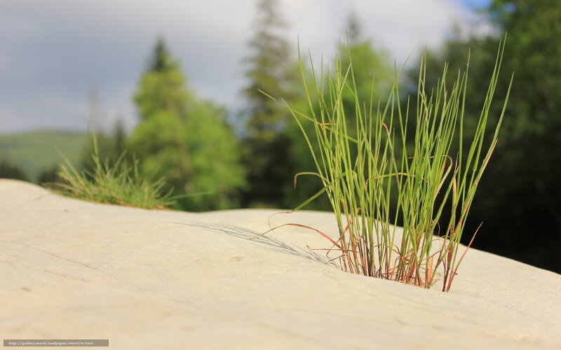 Grass growing from stone