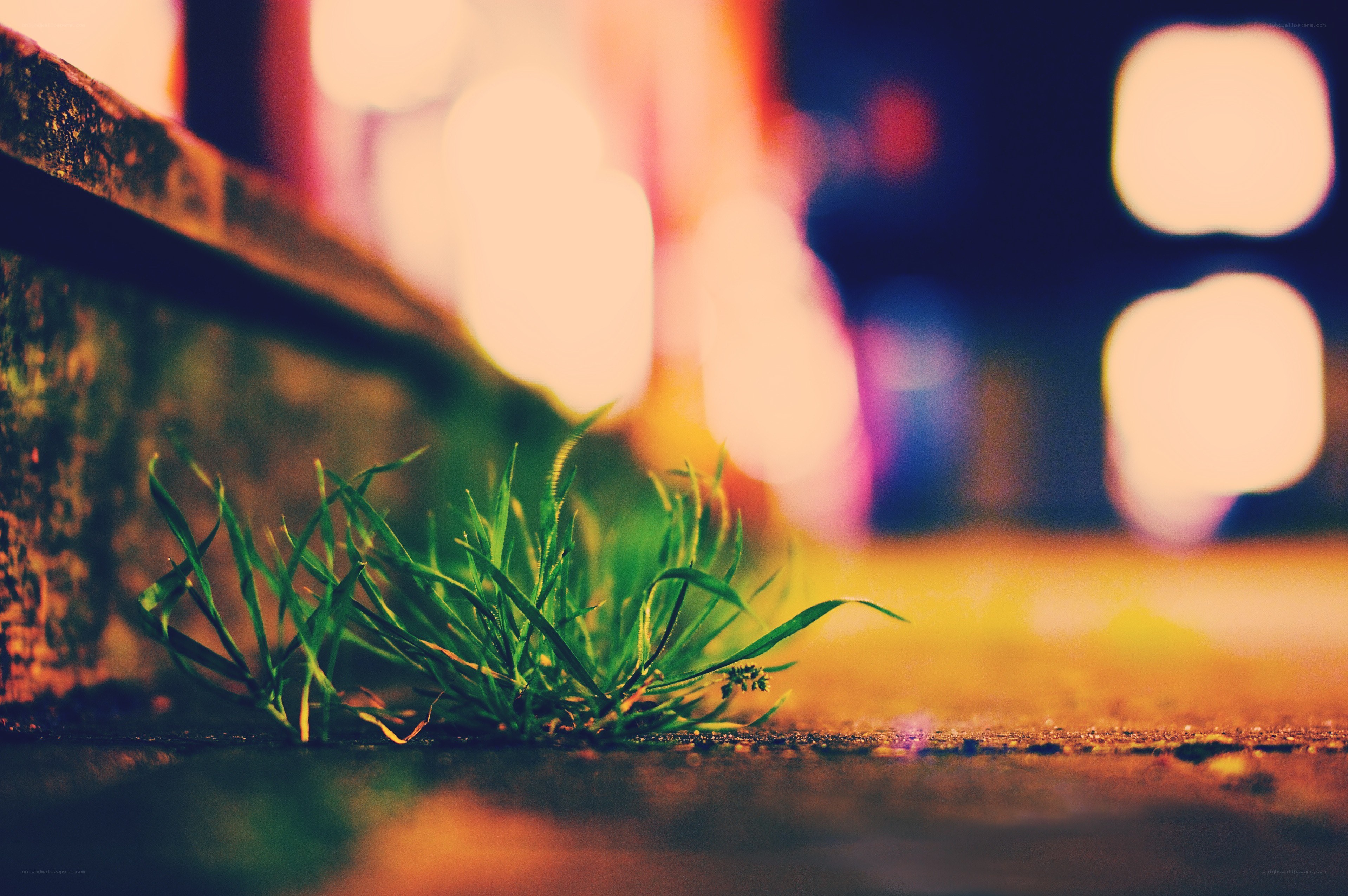 grass growing in city cracks