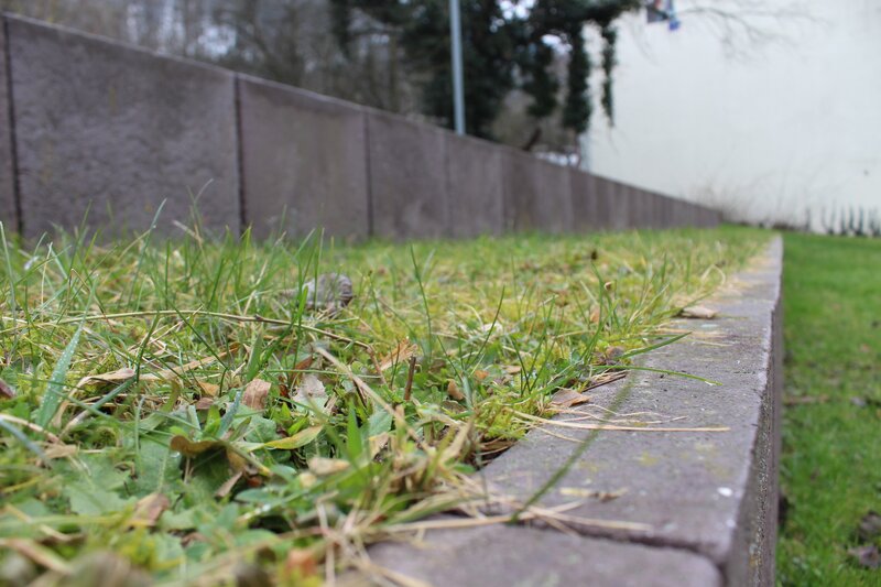 Grass Growing in Crack