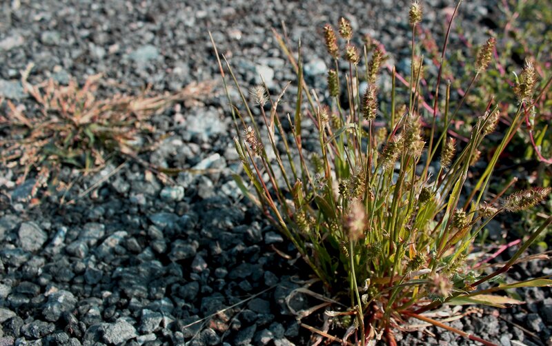 Grass Growing in Gravel