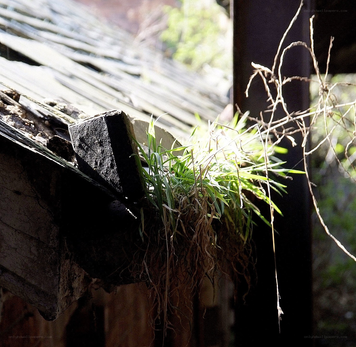 Grass growing on old roof