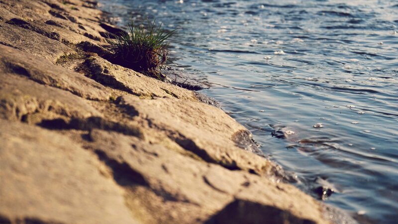 Grass Growing on Rocks