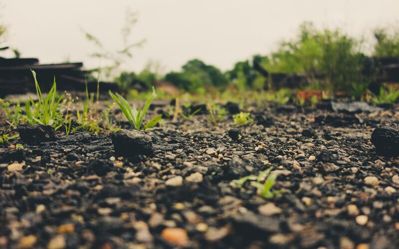 Grass growing through burnt ground