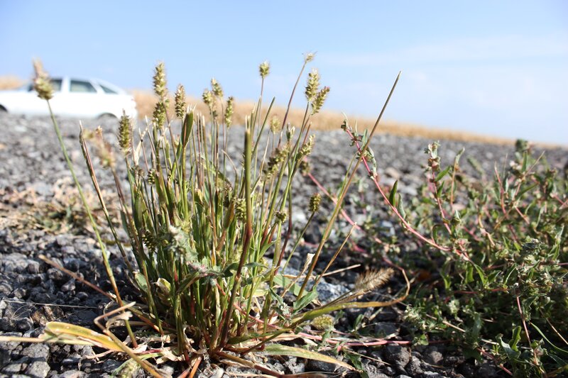 Grass Growing Through Gravel