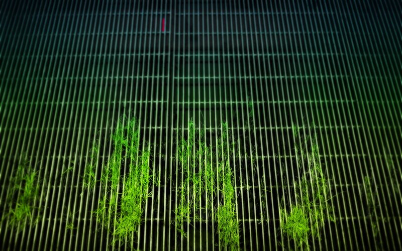 Grass growing through metal grate