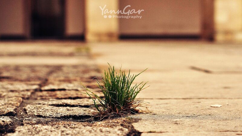 Grass growing through pavement