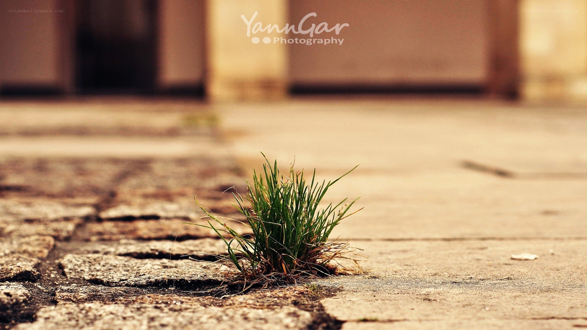 Grass growing through pavement