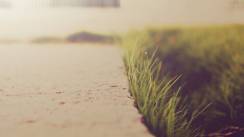 grass growing through pavement